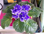 MintCondition_20090221