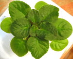 African Violet:Mint Condition(Std.)