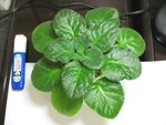 Mint Condition_20070201