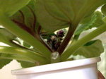 Mint Condition_20090114
