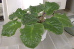 Mint Condition_20090124