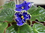 Mint Condition_20090206