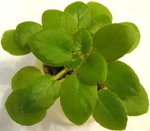African Violet:Ness' Cranberry Swirl(mini)
