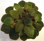 African Violet:Tipped Honey(mini)