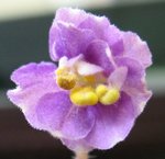 Tipped Honey_20070213F