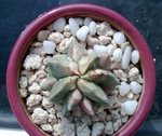 Unknown1_20091017