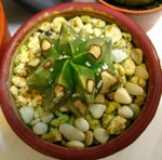 鸞鳳玉_20100327