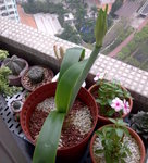女神or花孔雀_20090328_2