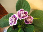 大岩桐(紫)_20060725