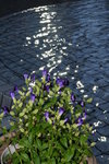 IMG_1678