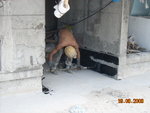 T6 RF Application of waterproofing membrane [Chi]
