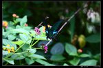 巴黎翠鳳蝶 Papilio paris