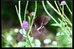 玉帶鳳蝶 Papilio_polytes