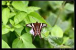 燕鳳蝶 Lamproptera_curius