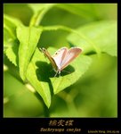 棕灰蝶 Euchrysops cnejus