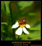 棕腿班眼食蚜蠅 Eristalinus arvorum