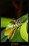 西方蜜蜂 Apis mellifera