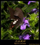 玉班鳳蝶 Papilio helenus