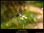 燕鳳蝶 Lamproptera curius