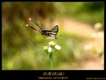 燕鳳蝶 Lamproptera curius