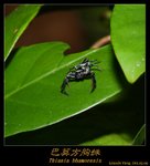 巴莫方胸蛛 Thiania bhamoensis