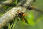 黑尾胡蜂 Vespa tropica ducalis