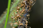 黃掠蟻 Oecophylla smaragdina