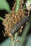 黃掠蟻 Oecophylla smaragdina
