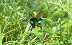 巴黎翠鳳蝶 Papilio paris