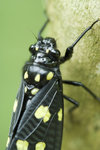 班蟬 Gaeana maculata