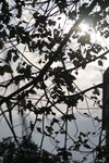 _MG_0806