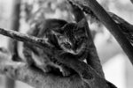 cat24