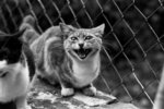 cat32