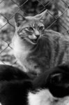cat33