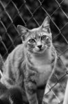 cat34