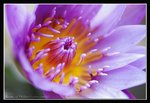 A2-2007 HK Flower Exhibition (41) (ROP framed)