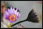 A7-2007 HK Flower Exhibition (39) (ROP framed)