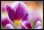 C10-2007 HK Flower Exhibition (166) (ROP framed)