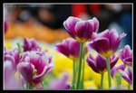 C11-2007 HK Flower Exhibition (167) (ROP framed)