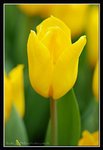 C16-2007 HK Flower Exhibition (144) (ROP framed)
