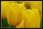 C17-2007 HK Flower Exhibition (145) (ROP framed)