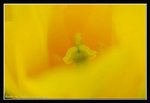 C18-2007 HK Flower Exhibition (148) (ROP framed)