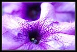 C1-2007 HK Flower Exhibition (21) (ROP frame)