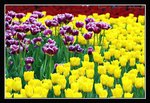 C21-2007 HK Flower Exhibition (131) (ROP framed)