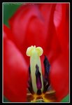 C23-2007 HK Flower Exhibition (124) (ROP framed)