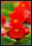C3e-2007 HK Flower Exhibition (17) (ROP frame)