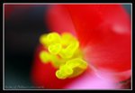C3h-2007 HK Flower Exhibition (74) (ROP framed)