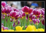 C4b-2007 HK Flower Exhibition (146) v2 (ROP framed)