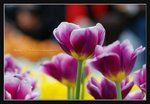 C4c-2007 HK Flower Exhibition (167) v2 (ROP framed)
