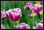 C4d-2007 HK Flower Exhibition (152) (ROP framed)